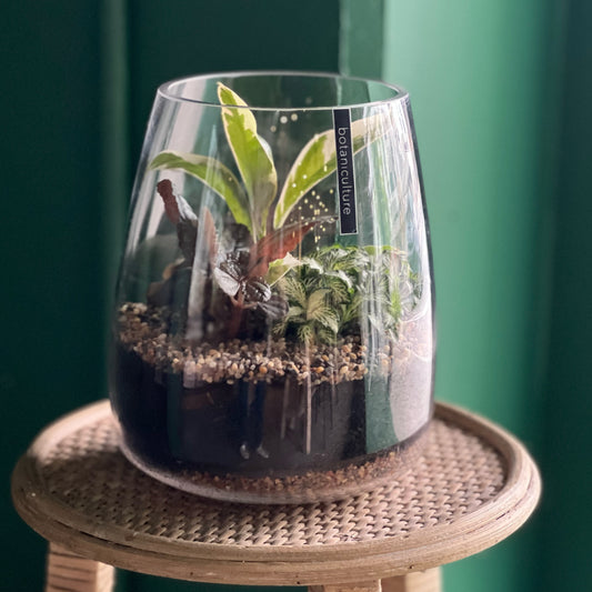 Medium Rainforest Terrarium | Bell Shape